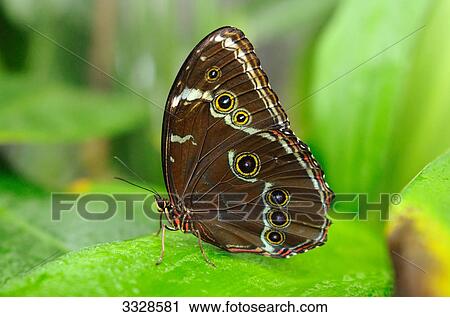 Stock Image - Peleides Blue Morpho (Morpho peleides) sitting on a leaf, close-up . Fotosearch