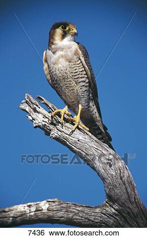 Stock Photograph - Peregrine Falcon (Falco peregrinus) perching on branch, Etosha national Park, Nmibia . Fotosearch