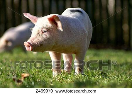 Pietrain piglet foraging in field View Large Photo Image Stock Image - Pietrain piglet foraging in field . Fotosearch
