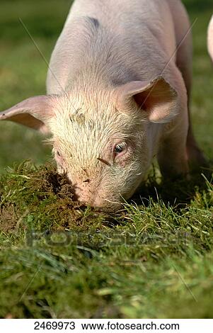 Pietrain piglet foraging in field View Large Photo Image Stock Image - Pietrain piglet foraging in field . Fotosearch