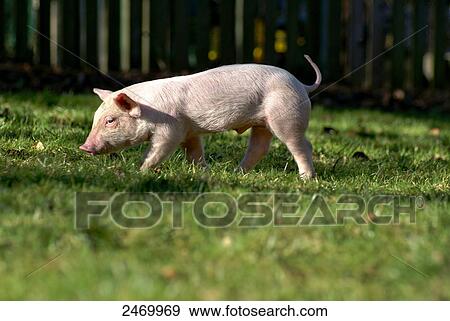 Stock Photo - Pietrain piglet foraging in field . Fotosearch