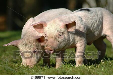 Pietrain piglets foraging in field View Large Photo Image Stock Image - Pietrain piglets foraging in field . Fotosearch