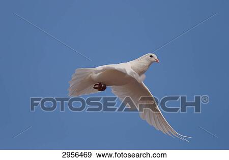 Stock Photo - Pigeon in flight, close-up . Fotosearch