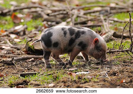 Stock Photo - Piglet foraging in field . Fotosearch