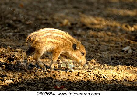 Picture - Piglet of Wild Boar (Sus Scrofa) foraging in field . Fotosearch