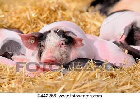 Pigs lying in field  View Large Photo Image Stock Photograph - Pigs lying in field . Fotosearch