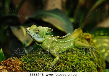 Plumed basilisk (Basiliscus plumifrons), close-up View Large Photo Image Stock Photo - Plumed basilisk (Basiliscus plumifrons), close-up . Fotosearch
