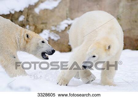 Stock Photography - Polar bear (Ursus maritimus) fighting in snow . Fotosearch