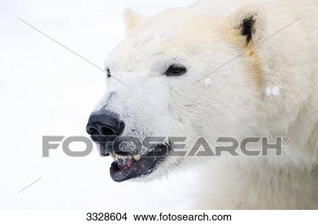 Polar bear (Ursus maritimus) in snow, portrait View Large Photo Image Picture - Polar bear (Ursus maritimus) in snow, portrait . Fotosearch
