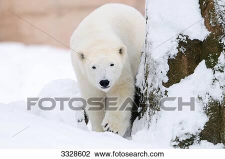 Stock Image - Polar bear (Ursus maritimus) in snow, front view . Fotosearch