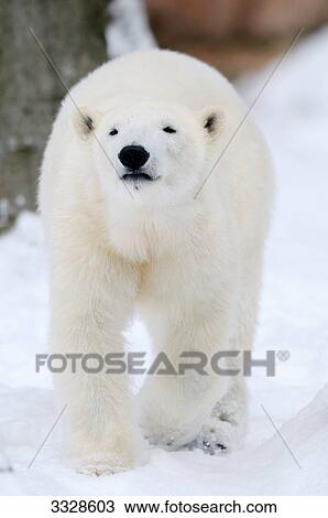 Stock Image - Polar bear (Ursus maritimus) in snow, front view . Fotosearch