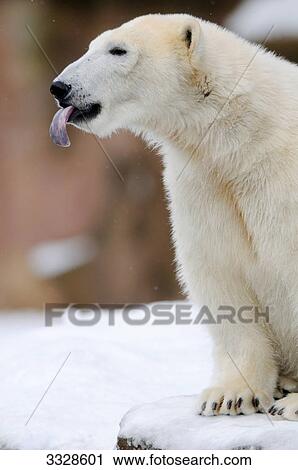 Polar bear (Ursus maritimus) sticking out tongue View Large Photo Image Stock Image - Polar bear (Ursus maritimus) sticking out tongue . Fotosearch