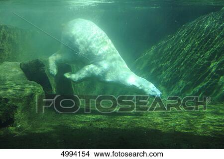 Polar bear (Ursus maritimus) under water View Large Photo Image Picture - Polar bear (Ursus maritimus) under water . Fotosearch