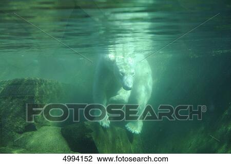 Polar bear (Ursus maritimus) under water View Large Photo Image Stock Image - Polar bear (Ursus maritimus) under water . Fotosearch