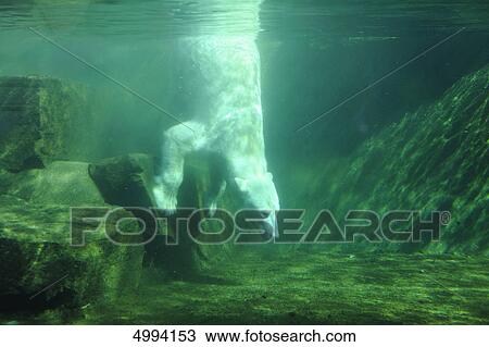 Stock Image - Polar bear (Ursus maritimus) under water . Fotosearch