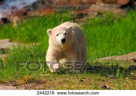 Polar bear (Ursus maritimus) walking in field, Nuremberg, Germany View Large Photo Image Stock Photograph - Polar bear (Ursus maritimus) walking in field, Nuremberg, Germany . Fotosearch