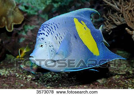 Pomacanthus maculosus View Large Photo Image Stock Photo - Pomacanthus maculosus . Fotosearch