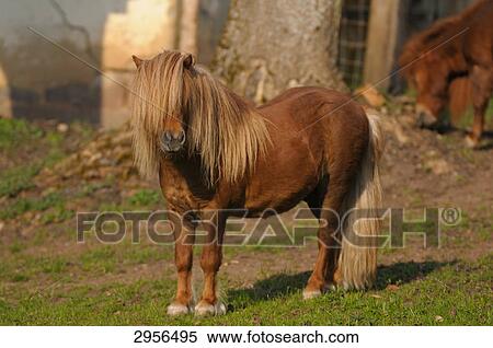 Pony (Equus caballus) on farm, outdoor View Large Photo Image Stock Photography - Pony (Equus caballus) on farm, outdoor . Fotosearch