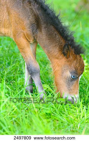 Pony foal grazing in field View Large Photo Image Stock Photo - Pony foal grazing in field . Fotosearch
