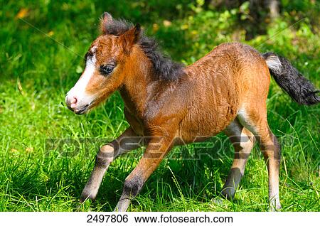 Pony foal running in field View Large Photo Image Stock Photograph - Pony foal running in field . Fotosearch