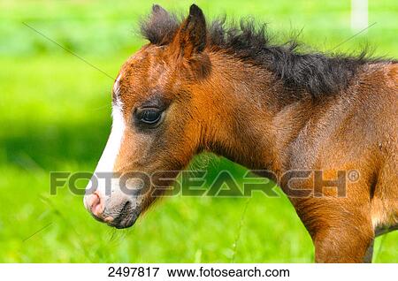 Stock Photo - Pony standing in field . Fotosearch