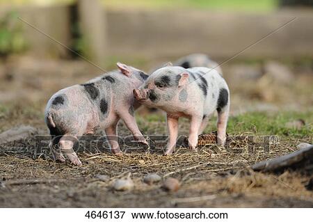 Pot-bellied pig View Large Photo Image Stock Photo - Pot-bellied pig . Fotosearch