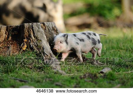 Pot-bellied pig View Large Photo Image Stock Photo - Pot-bellied pig . Fotosearch