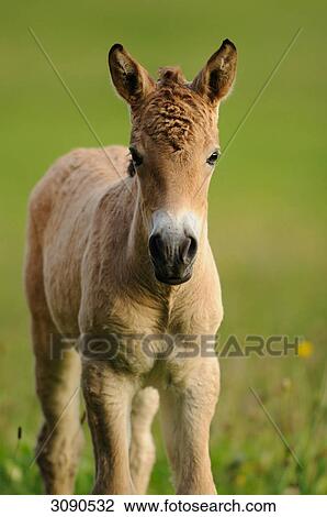 Przewalski horse, Equus ferus przewalskii, portrait View Large Photo Image Stock Image - Przewalski horse, Equus ferus przewalskii, portrait . Fotosearch