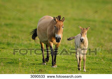 Stock Image - Przewalski horse, Equus ferus przewalskii, full shot . Fotosearch