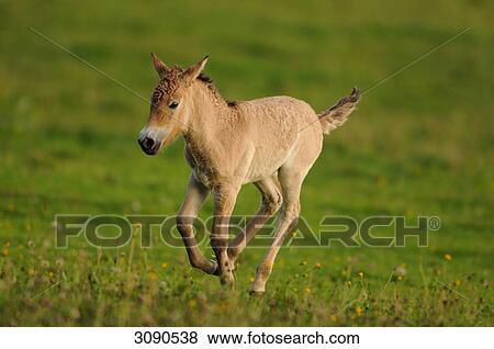 Stock Photo - Przewalski horse, Equus ferus przewalskii, full shot, Germany . Fotosearch