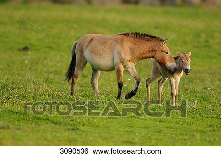 Stock Photograph - Przewalski horse, Equus ferus przewalskii . Fotosearch