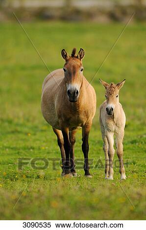 Stock Photography - Przewalski horse, Equus ferus przewalskii, portrait . Fotosearch