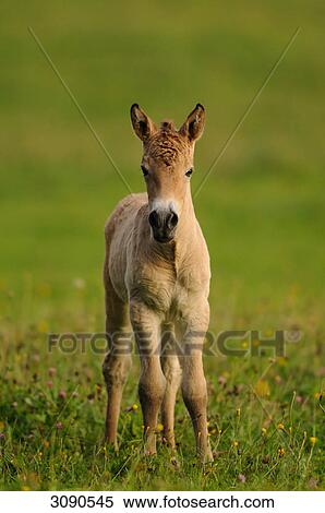 Stock Photography - Przewalski horse, Equus ferus przewalskii, full shot, Germany . Fotosearch