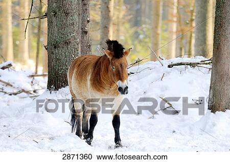 Stock Image - Przewalski's horse (Equus caballus przewalskii) walking in forest, Bavarian Forest National Park, Bavaria, Germany . Fotosearch