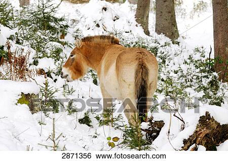 Przewalski's horse (Equus caballus przewalskii) standing in forest, Bavarian Forest National Park, Bavaria, Germany View Large Photo Image Stock Photograph - Przewalski's horse (Equus caballus przewalskii) standing in forest, Bavarian Forest National Park, Bavaria, Germany . Fotosearch