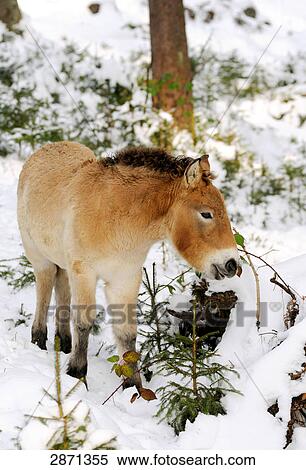 Stock Photography - Przewalski's horse (Equus caballus przewalskii) standing in forest, Bavarian Forest National Park, Bavaria, Germany . Fotosearch