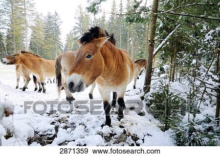 Przewalski's horses (Equus caballus przewalskii) in forest, Bavarian Forest National Park, Bavaria, Germany View Large Photo Image Stock Photo - Przewalski's horses (Equus caballus przewalskii) in forest, Bavarian Forest National Park, Bavaria, Germany . Fotosearch