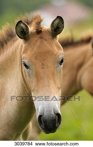 Przewalski's wild horse, Equus przewalskii, portrait, bavarian forest, Germany View Large Photo Image Picture - Przewalski's wild horse, Equus przewalskii, portrait, bavarian forest, Germany . Fotosearch