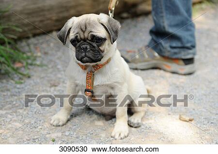 Stock Image - pug, full shot . Fotosearch