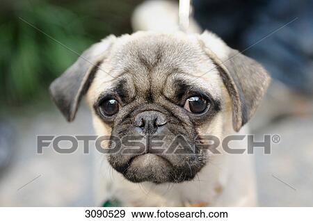 Stock Photo - pug, portrait . Fotosearch