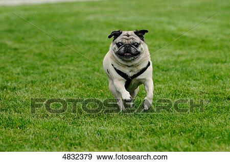 Pug running in meadow View Large Photo Image Stock Photo - Pug running in meadow . Fotosearch