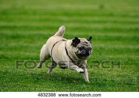Pug running in meadow View Large Photo Image Stock Photo - Pug running in meadow . Fotosearch