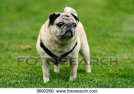 Pug View Large Photo Image Stock Image - Pug . Fotosearch