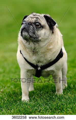Pug View Large Photo Image Stock Photo - Pug . Fotosearch