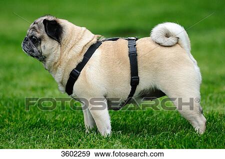 Pug View Large Photo Image Stock Photo - Pug . Fotosearch