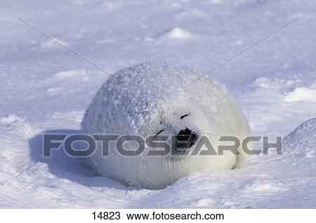 Pup of Harp Seal (Phoca groenlandica) sleeping on snow, Gulf of St Lawrence, Ille de la Madelaine, Quebec, Canada View Large Photo Image Stock Image - Pup of Harp Seal (Phoca groenlandica) sleeping on snow, Gulf of St Lawrence, Ille de la Madelaine, Quebec, Canada . Fotosearch