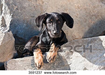 Puppy looking at camera View Large Photo Image Stock Photo - Puppy looking at camera . Fotosearch