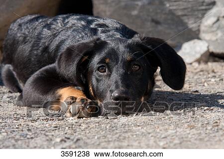 Puppy looking at camera View Large Photo Image Stock Photo - Puppy looking at camera . Fotosearch