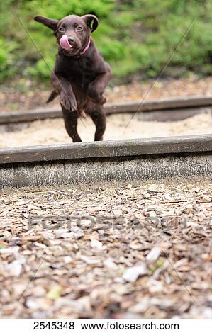 Stock Photo - Puppy of labrador crossing railroad track . Fotosearch
