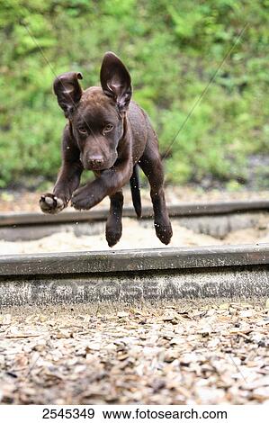 Puppy of labrador crossing railroad track View Large Photo Image Stock Photo - Puppy of labrador crossing railroad track . Fotosearch
